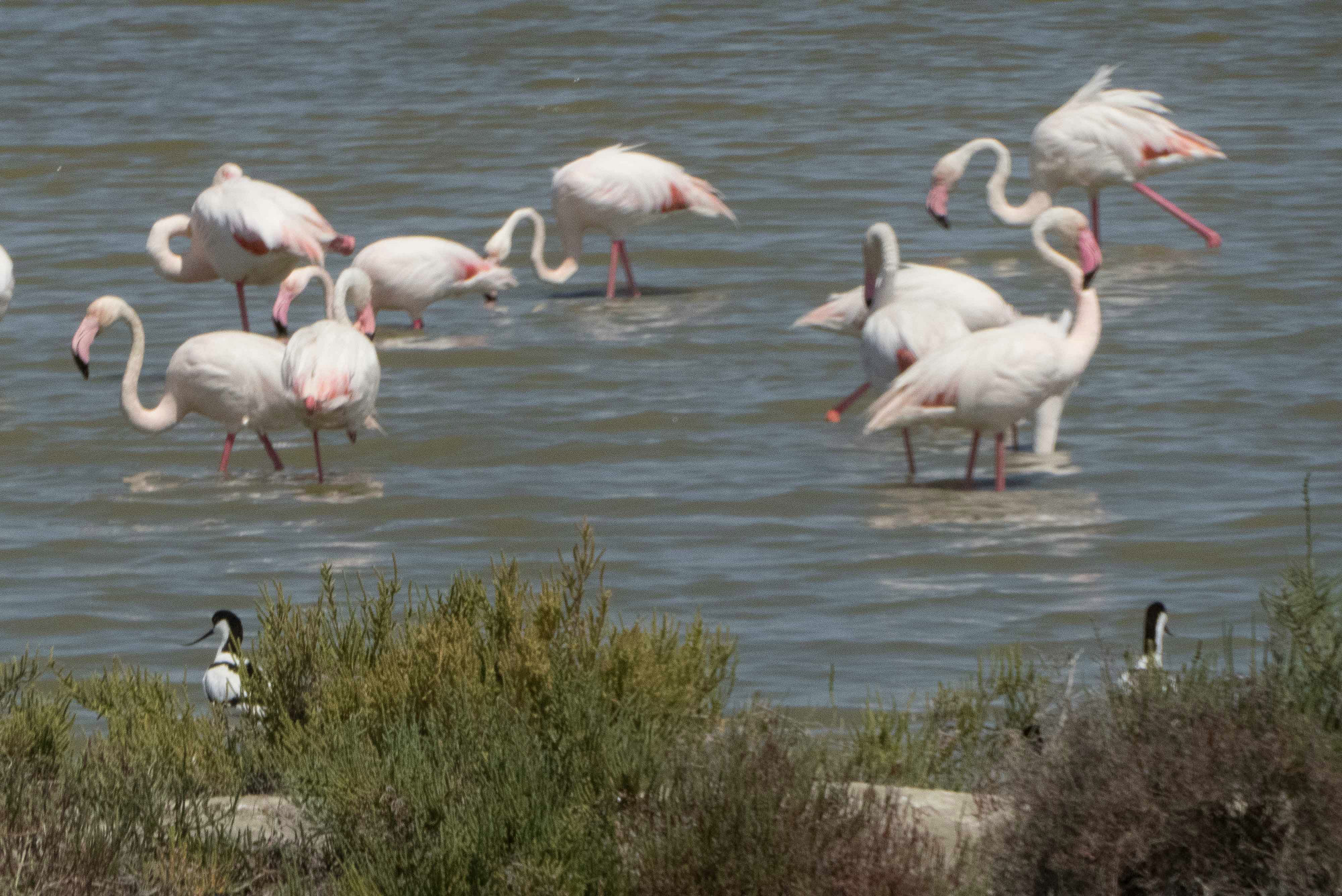 25 Die rosafarbenen Flamingos der Camargue an der Digue de la mer. 148588